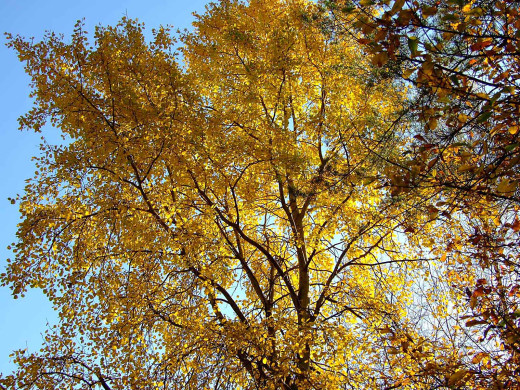 38156 (a): :1600x1200